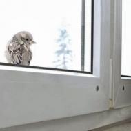 Птица стучится или бьётся в окно